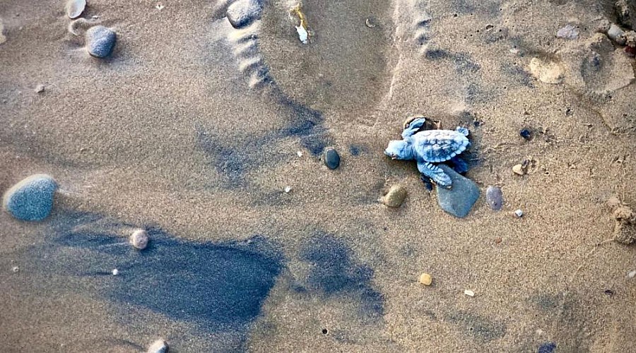 Turtle Haven Coastal Adventure: Dive into the World of Caretta Caretta Sea Turtles