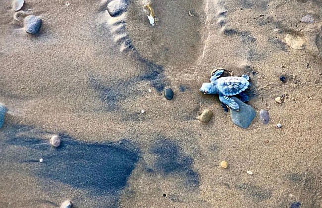 Turtle Haven Coastal Adventure: Dive into the World of Caretta Caretta Sea Turtles